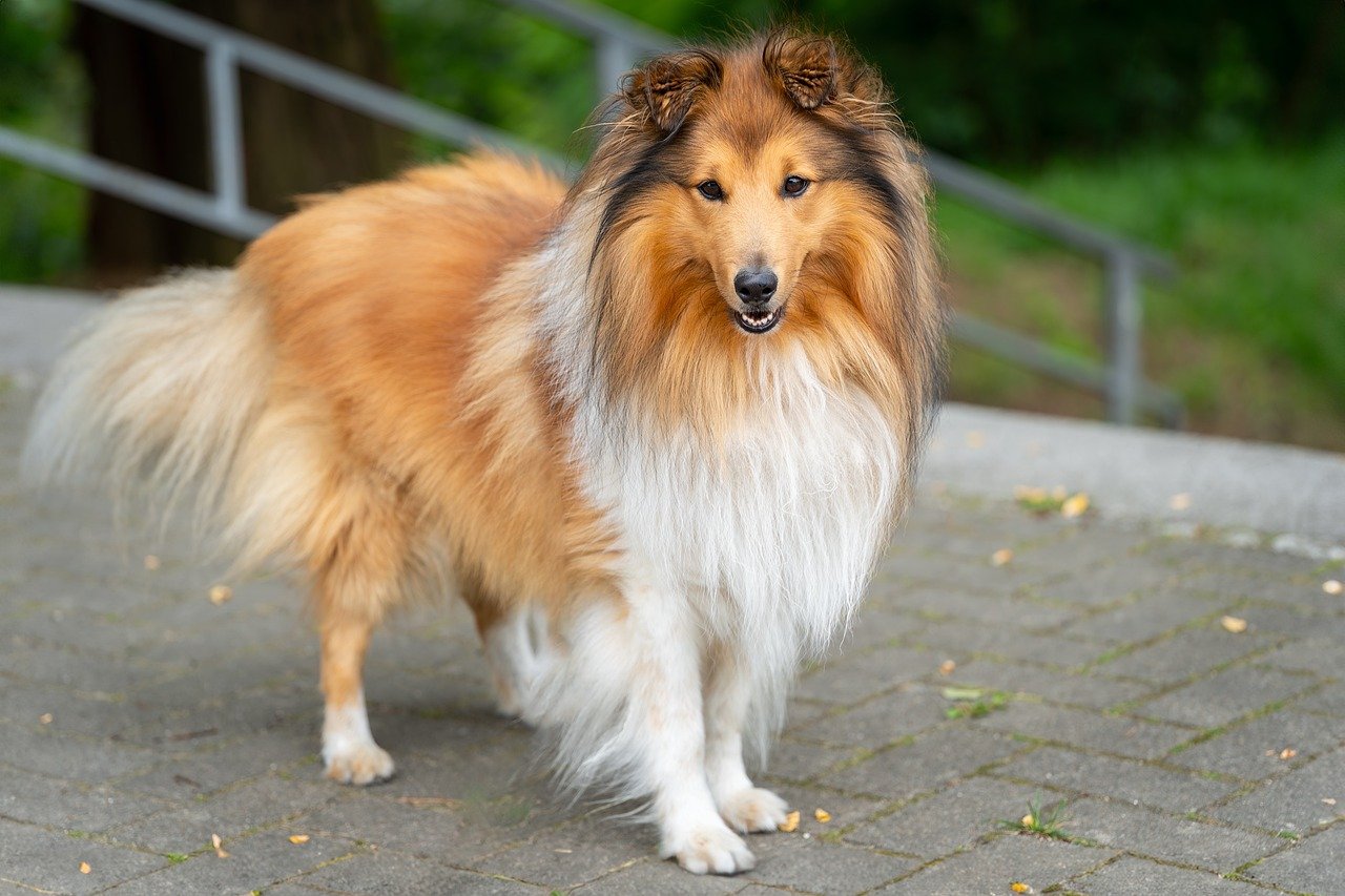 Understanding the Unique Traits of the Shetland Sheepdog